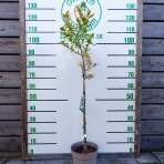 Čučoriedka kanadská (Vaccinium corymbosum) ´BLUEGOLD´ - stredne skorá, výška: 90-100 cm; kont. C5L - NA KMIENKU